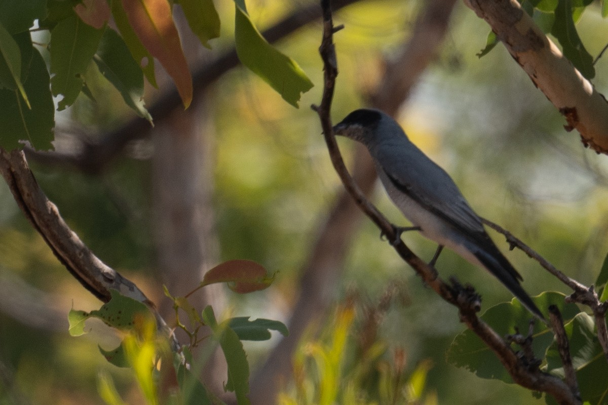 Black-faced Cuckooshrike - ML645565039