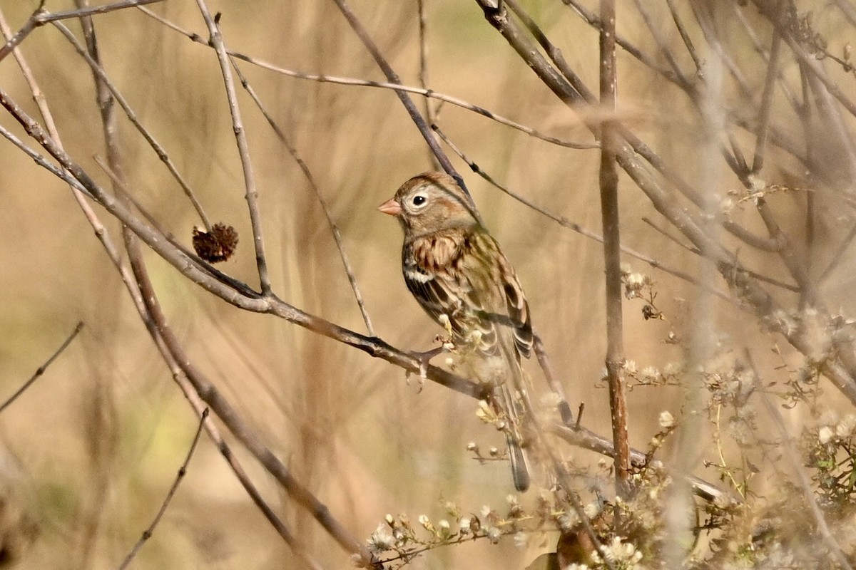 Field Sparrow - ML645565051