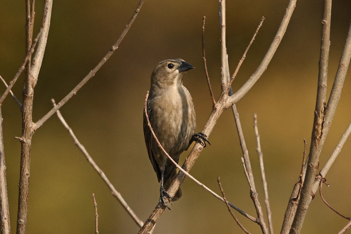 Brown-headed Cowbird - ML645565078