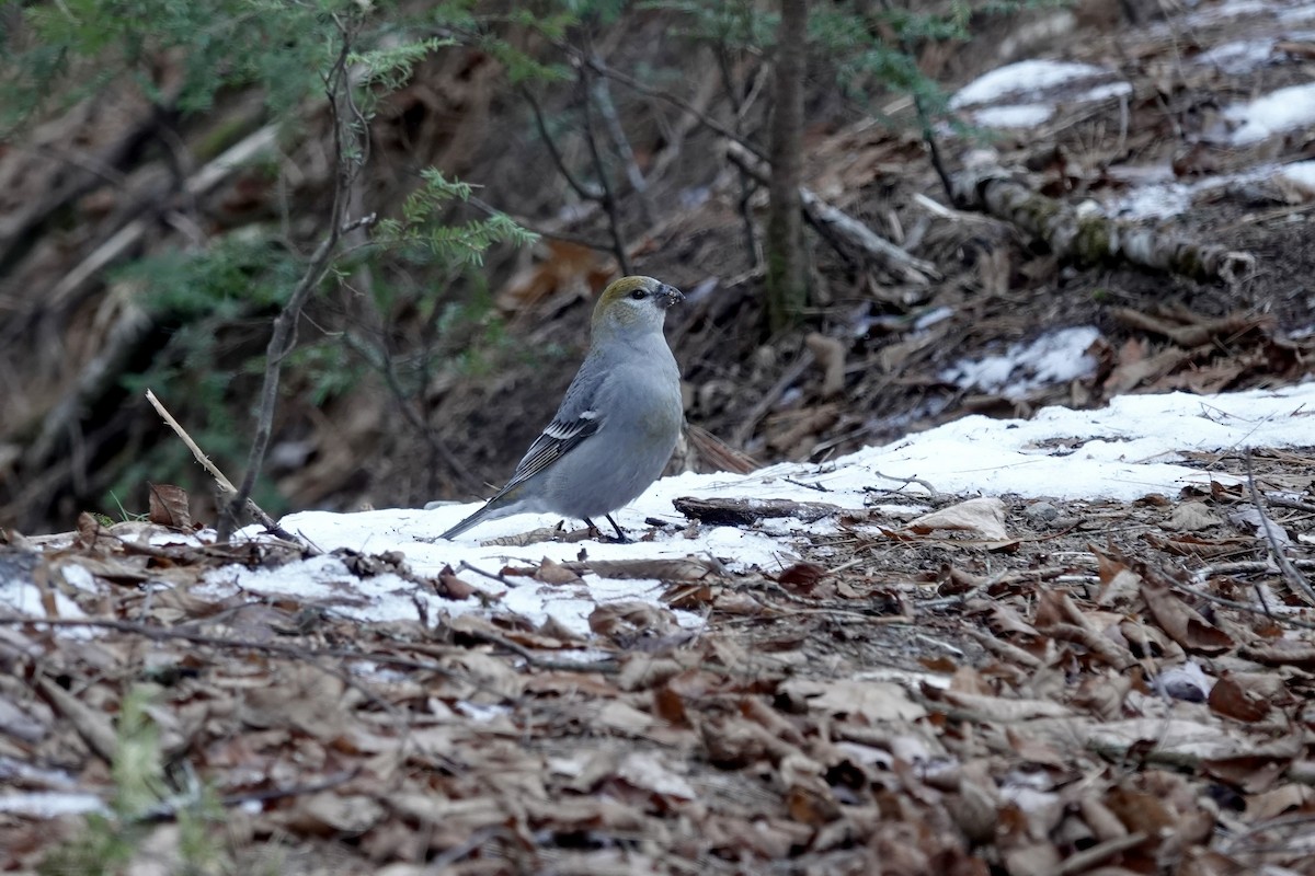 Hakengimpel - ML645565081