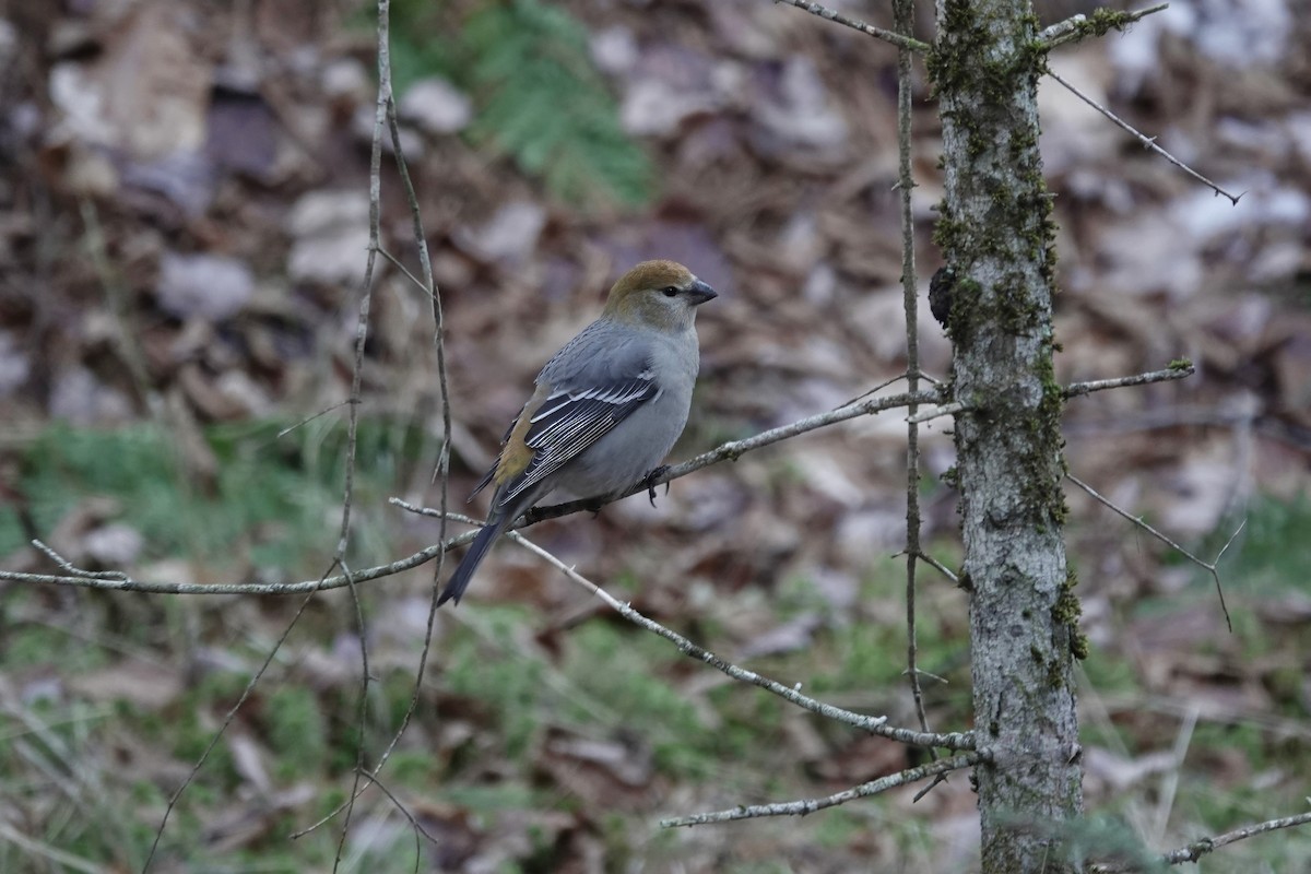 Hakengimpel - ML645565082