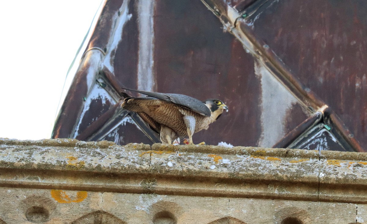 Peregrine Falcon - ML645565084