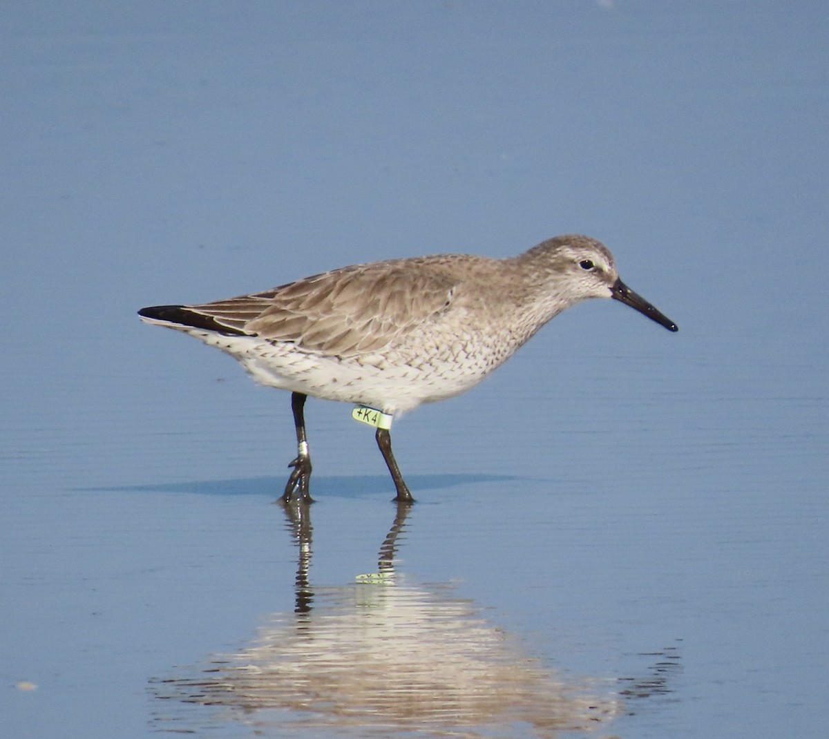 jespák rezavý - ML645565089