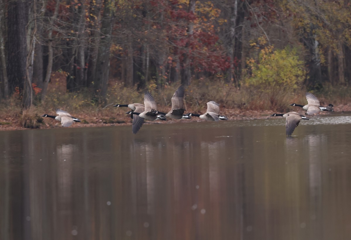 Канад галуу - ML645565090