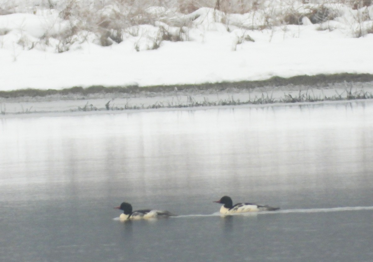 Common Merganser - ML645565091