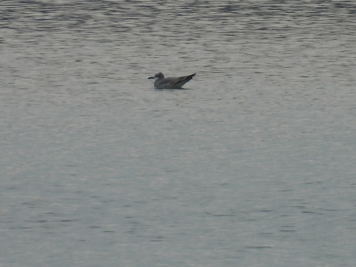 Laughing Gull - ML645565092