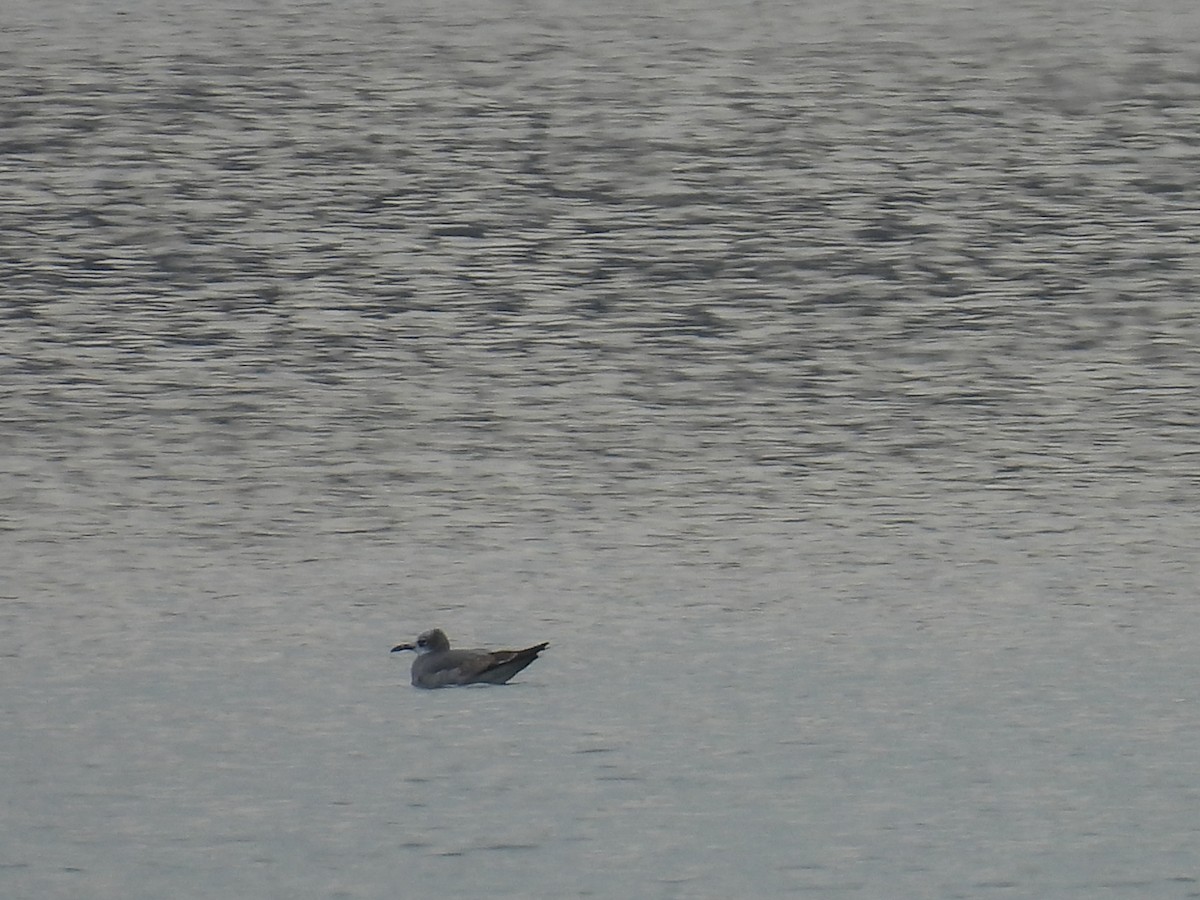 Laughing Gull - ML645565093