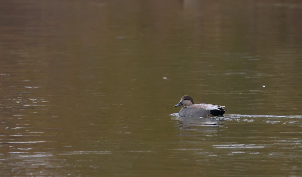 Бор нугас - ML645565096