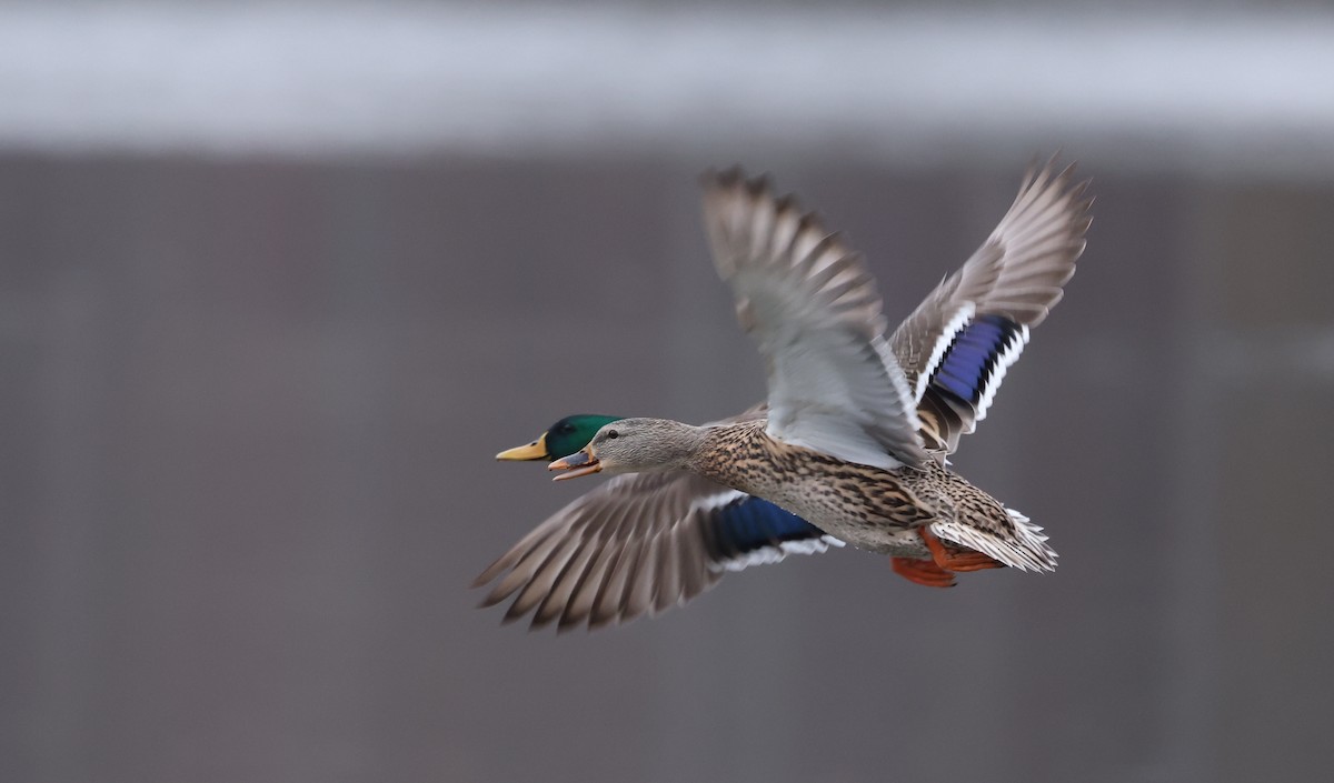 Зэрлэг нугас - ML645565100