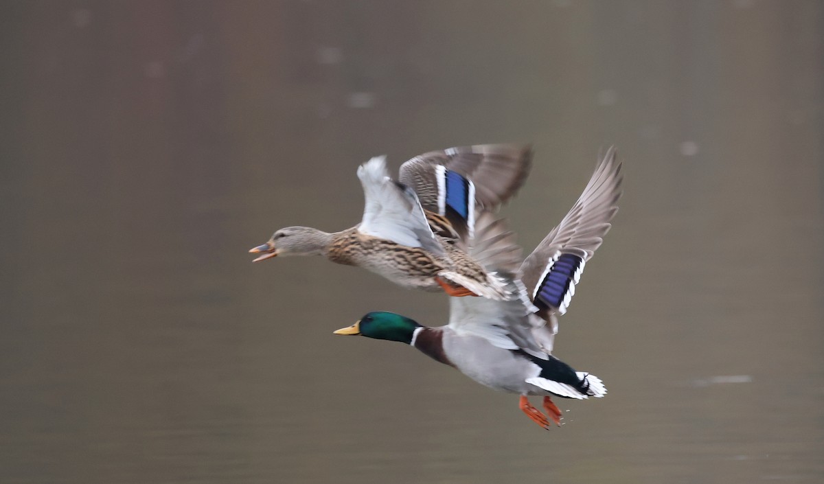 Зэрлэг нугас - ML645565101