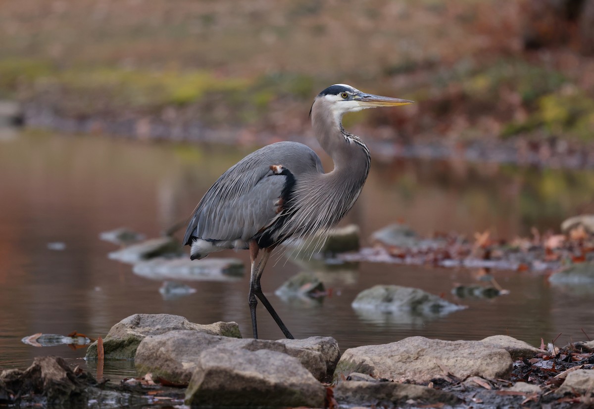 Great Blue Heron - ML645565103