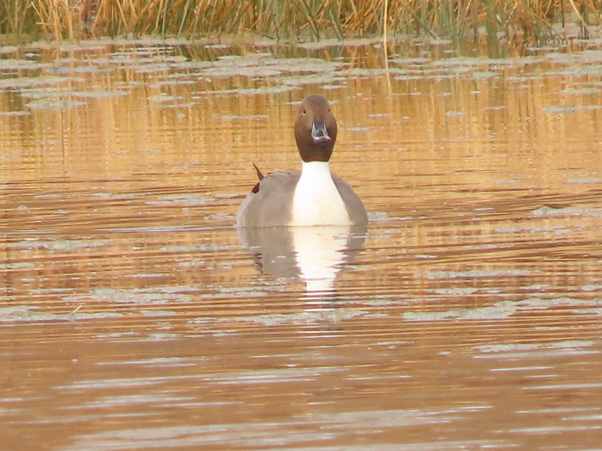 Northern Pintail - ML645565116