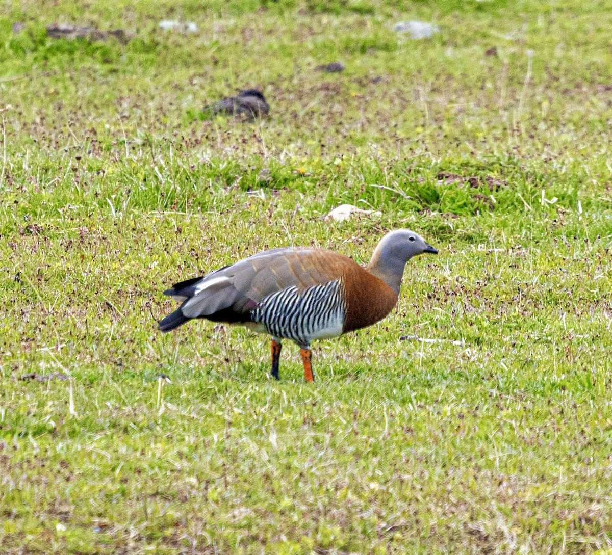 Ashy-headed Goose - ML645565117
