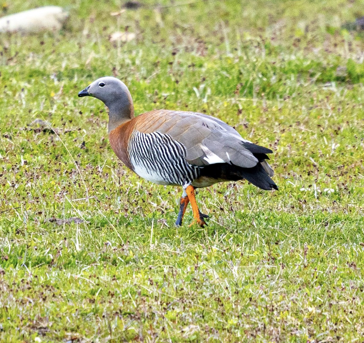 Ashy-headed Goose - ML645565118