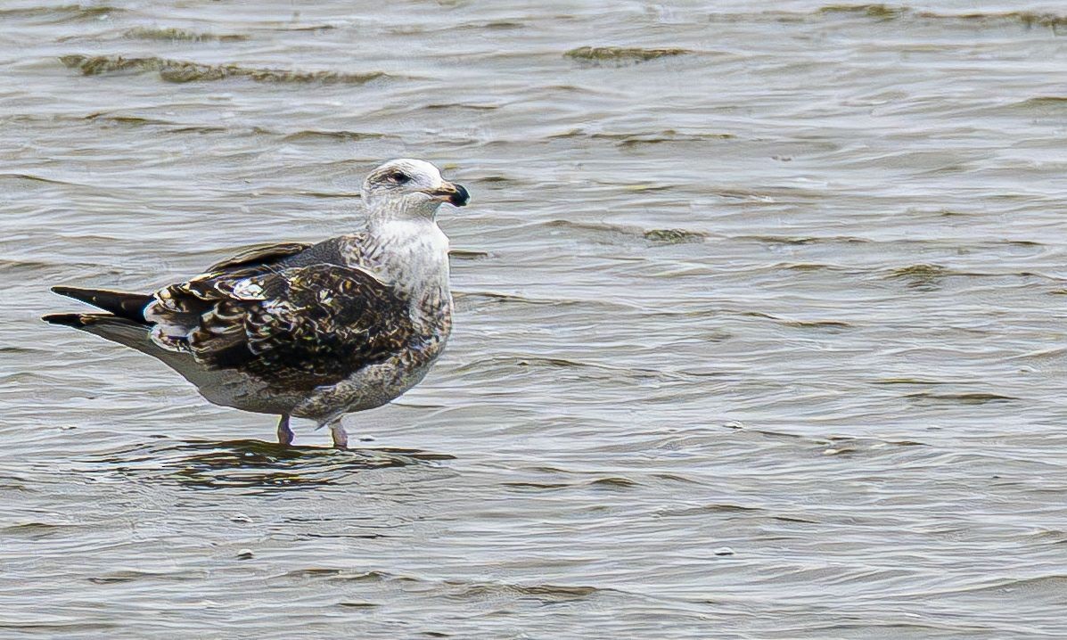 Gavión Atlántico - ML645565128