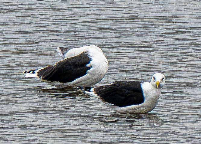 Gavión Atlántico - ML645565129