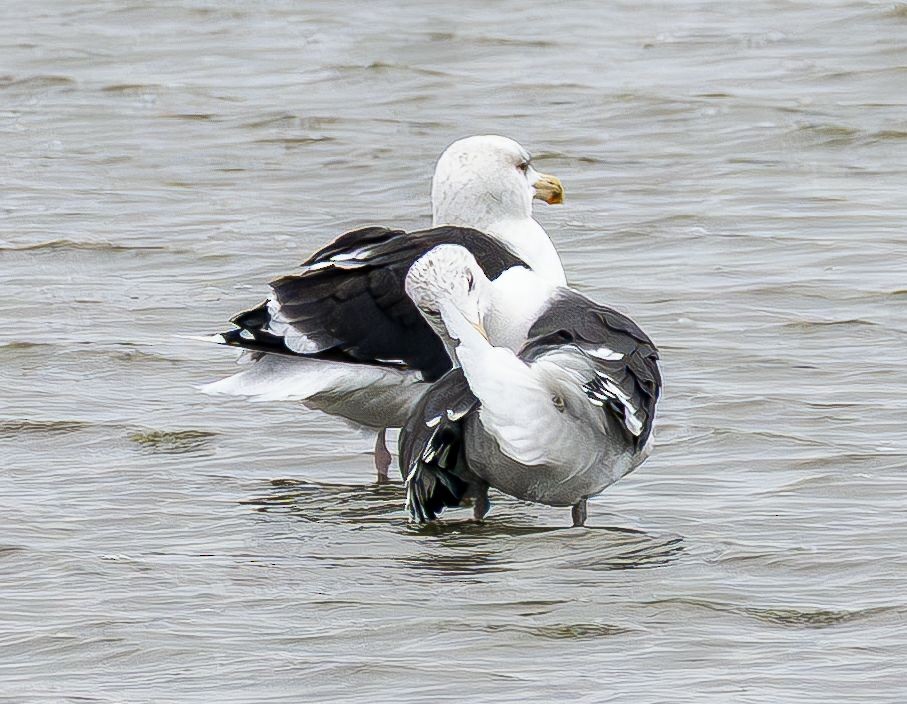 Gavión Atlántico - ML645565130