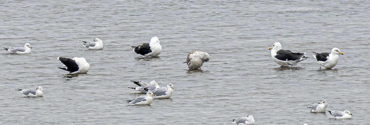 Gavión Atlántico - ML645565131