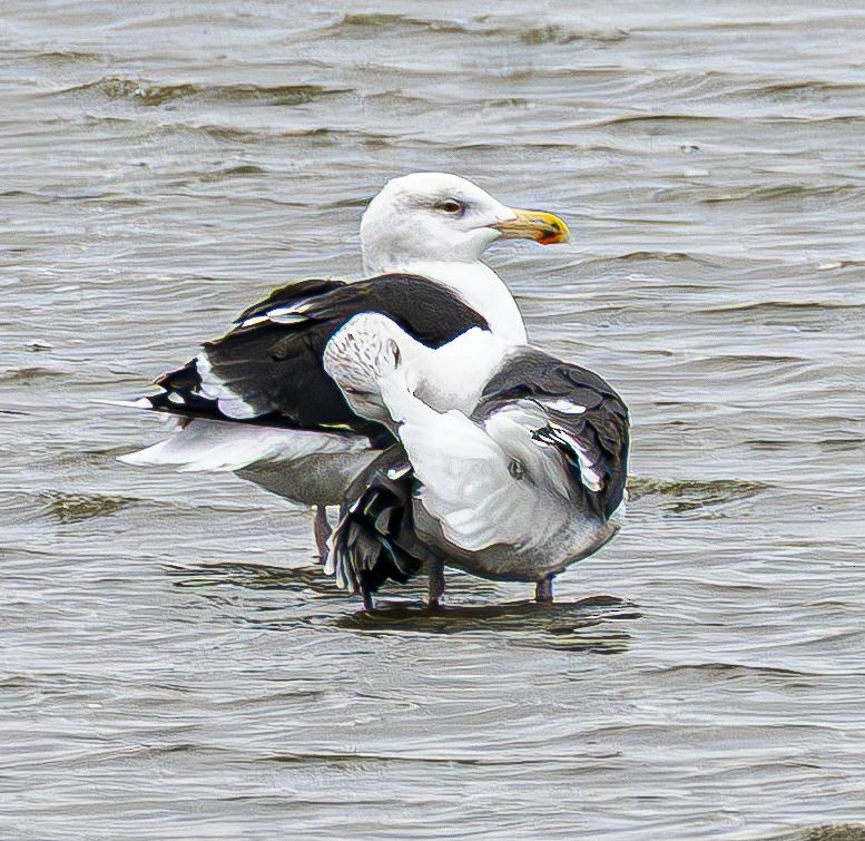 Gavión Atlántico - ML645565132