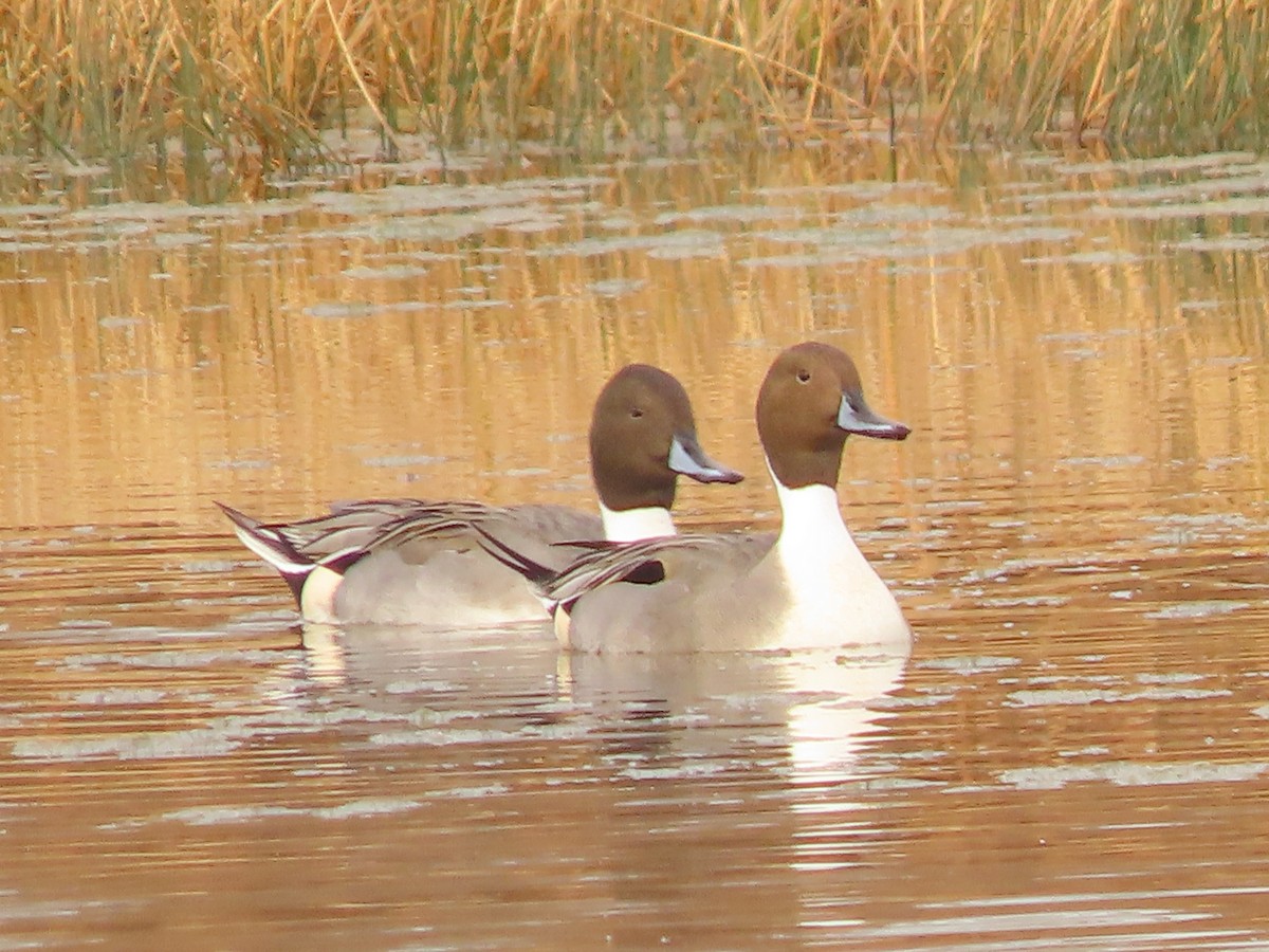 Northern Pintail - ML645565138