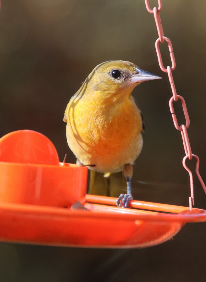 Балтиморский трупиал - ML645565141