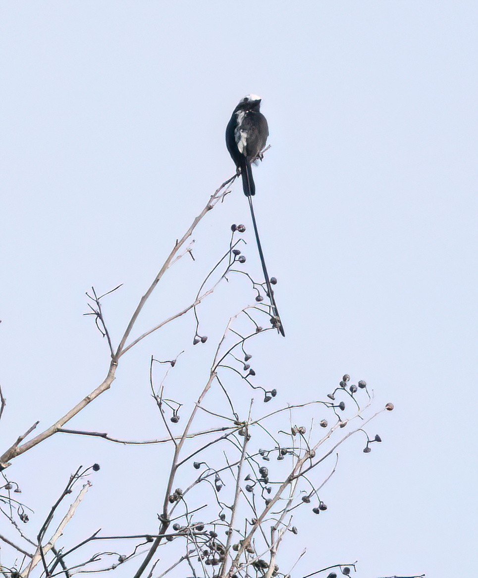 Long-tailed Tyrant - ML645565144