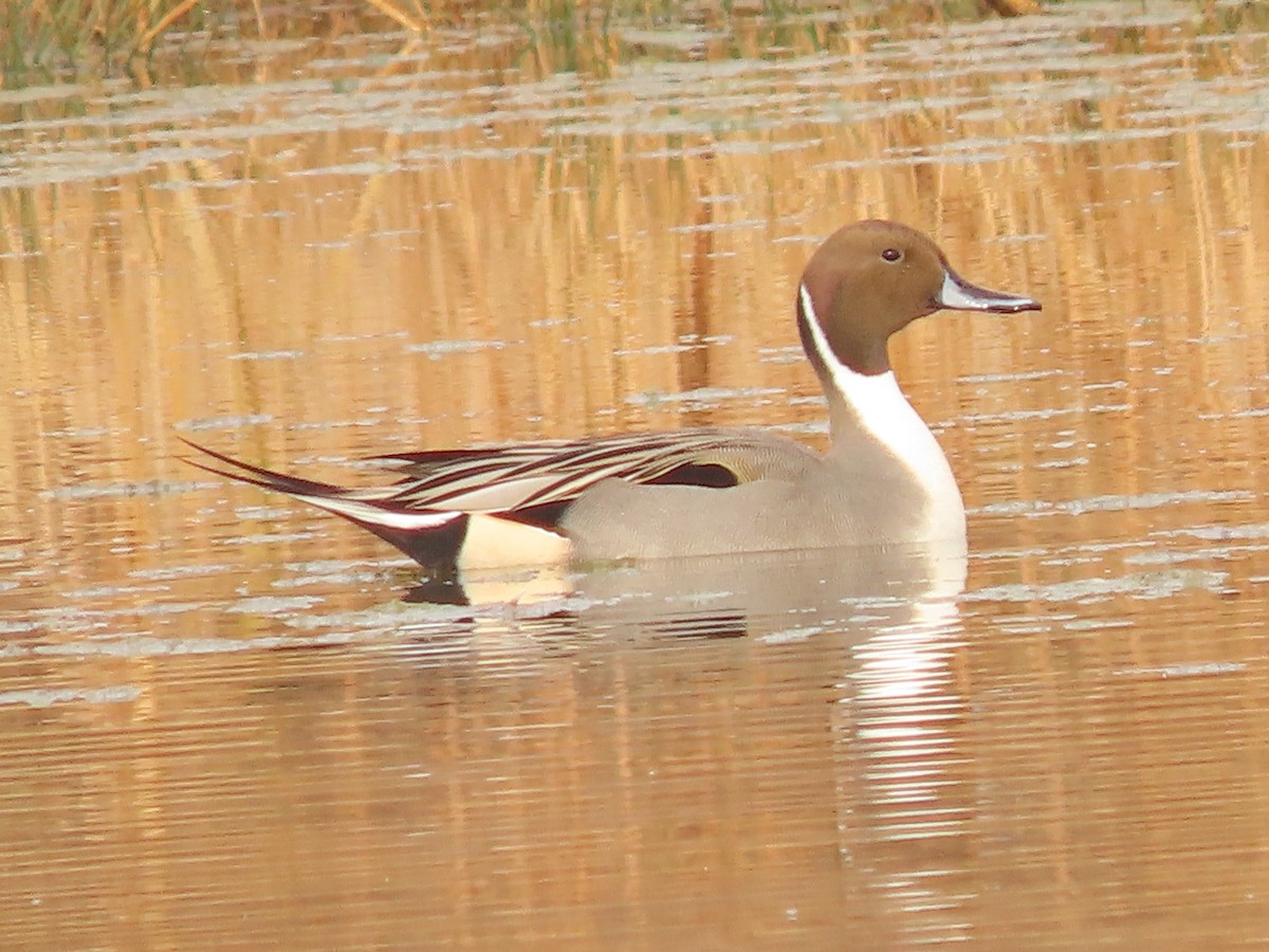 Northern Pintail - ML645565153