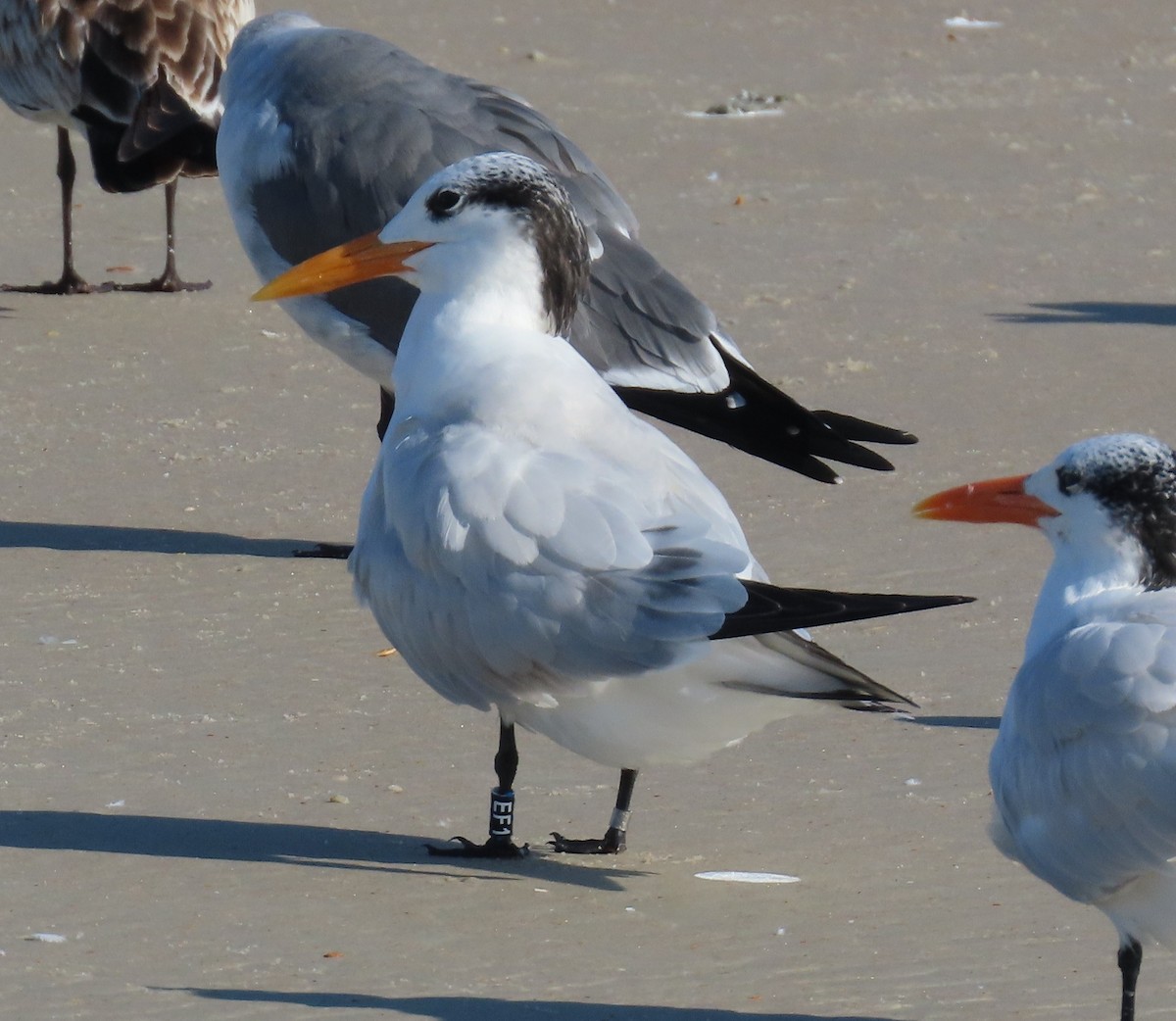 アメリカオオアジサシ - ML645565154