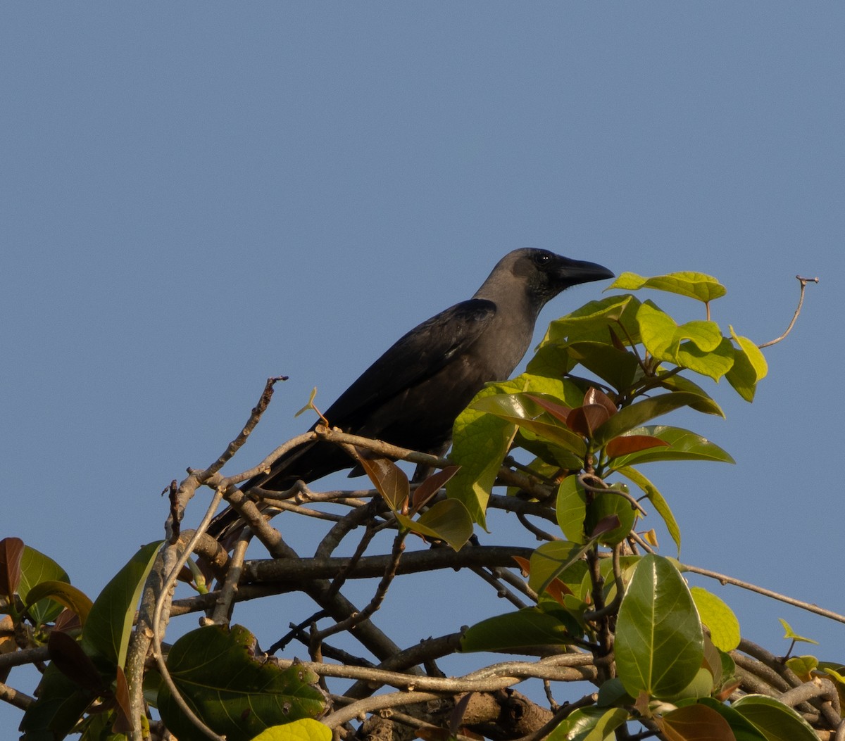 Ворона індійська - ML645565155