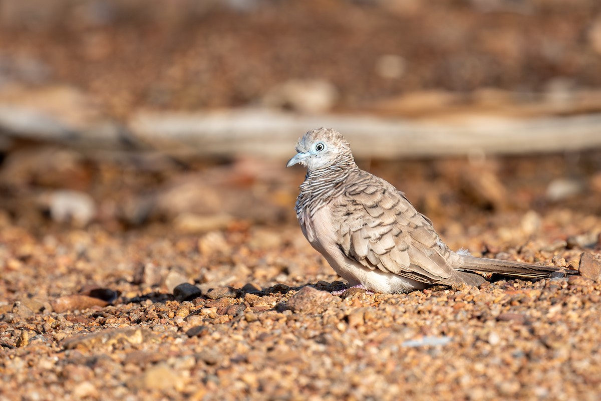 Peaceful Dove - ML645565164