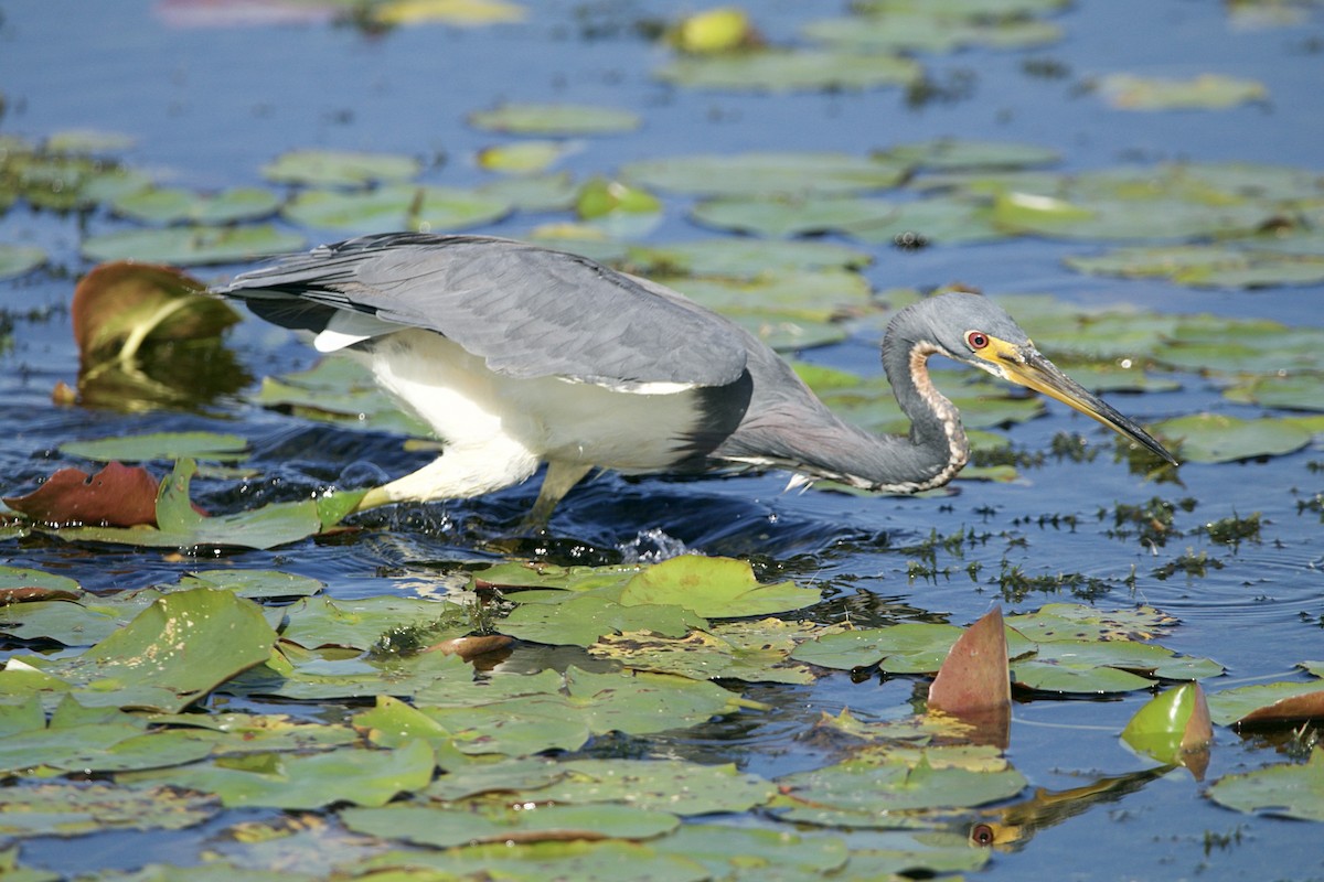 Tricolored Heron - ML645565165
