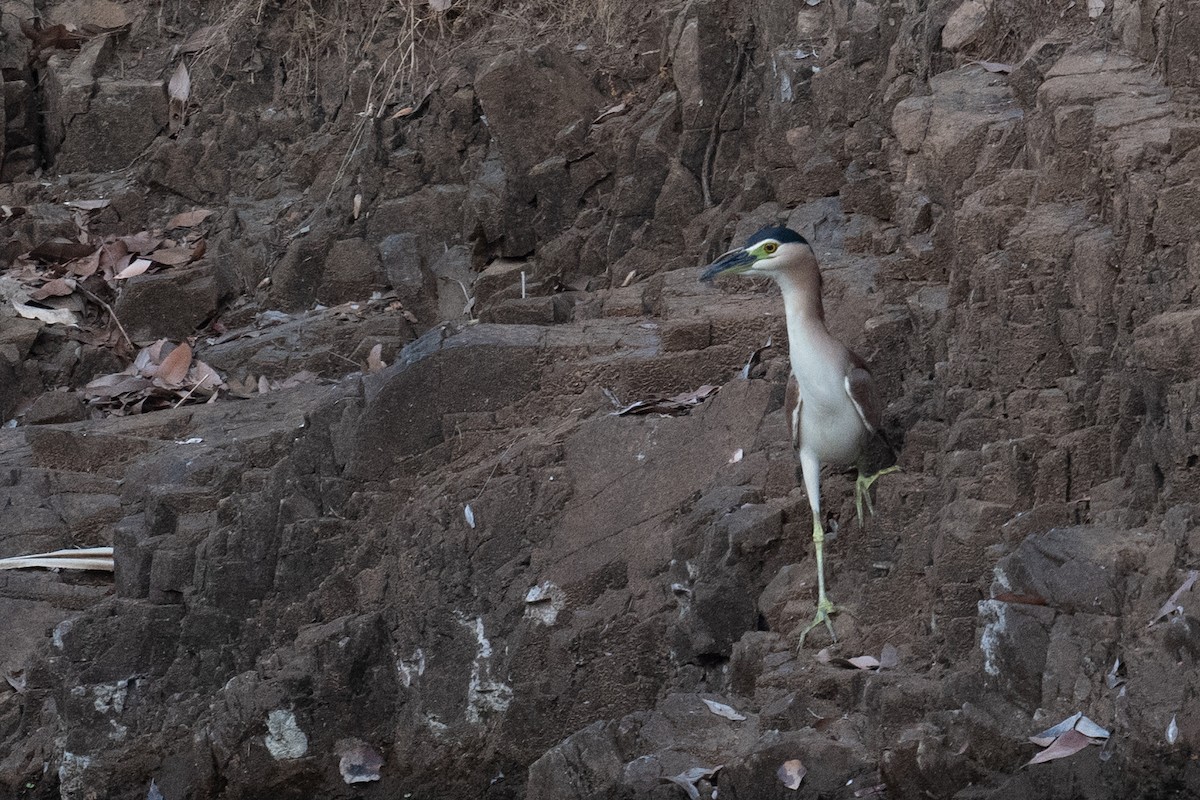 Nankeen Night Heron - ML645565176
