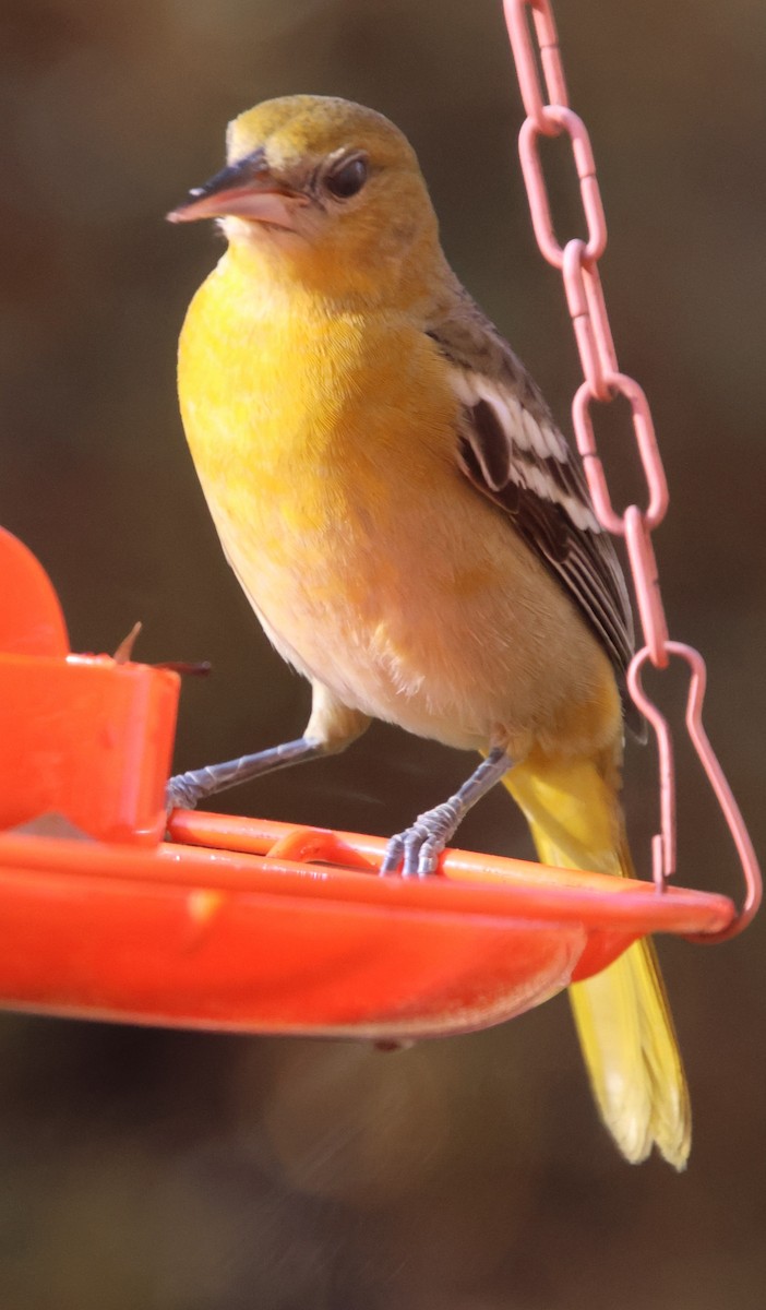 Балтиморский трупиал - ML645565184