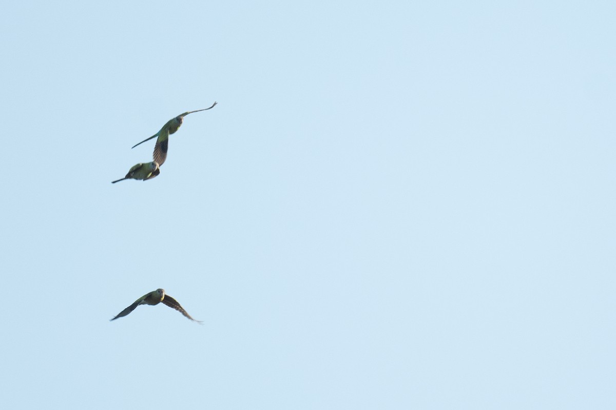 Hooded Parrot - ML645565185