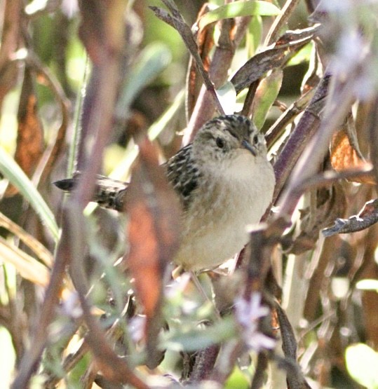 Sedge Wren - ML645565199