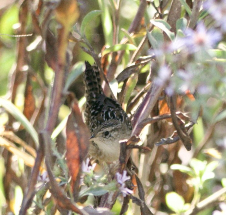 Sedge Wren - ML645565200