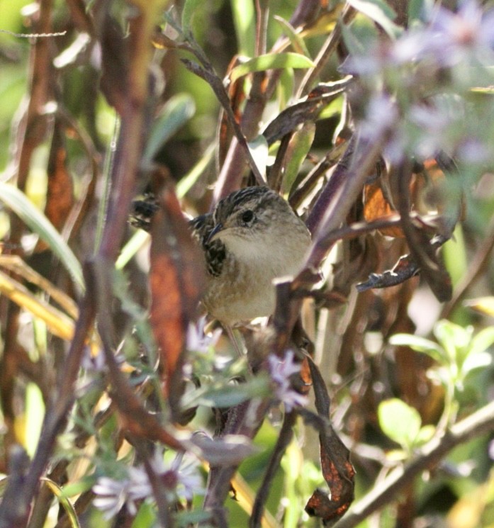 Sedge Wren - ML645565201