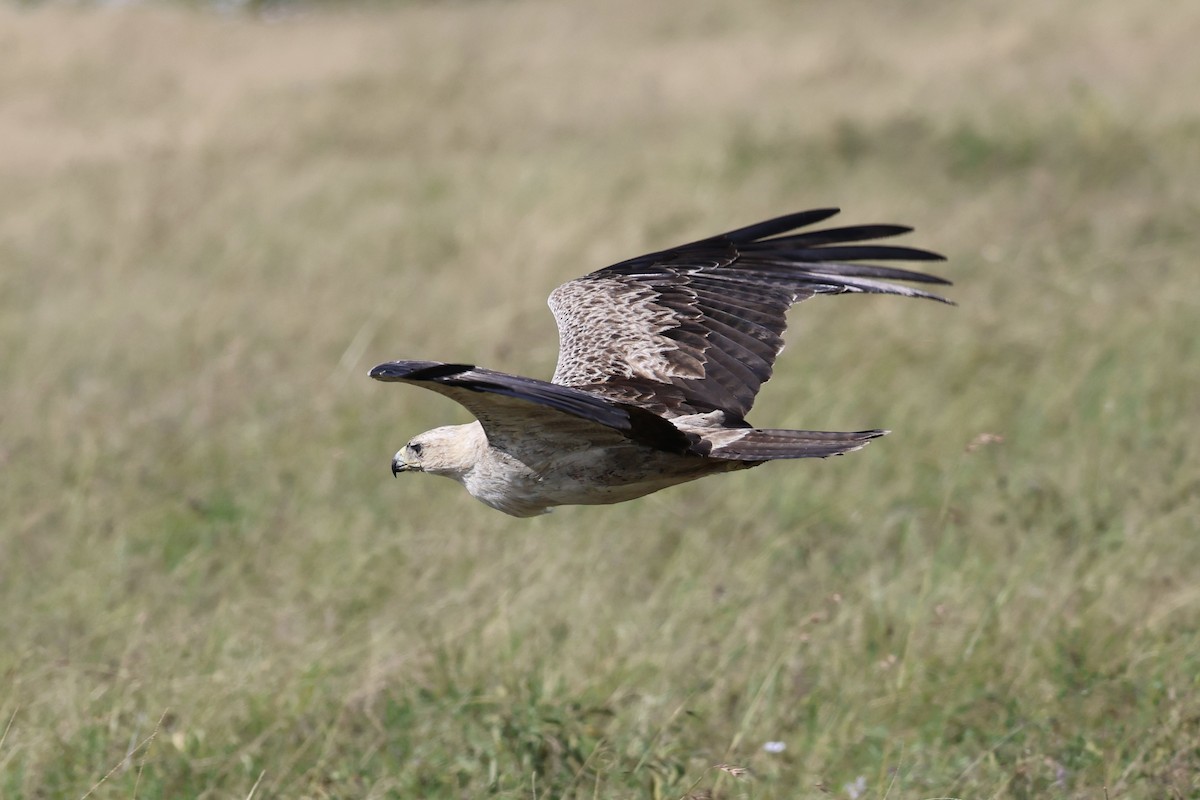 Tawny Eagle - ML645565202