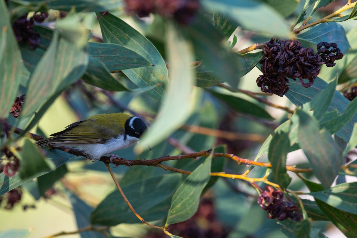 White-throated Honeyeater - ML645565210