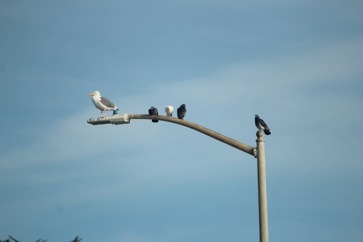 アメリカオオセグロカモメ - ML645565212