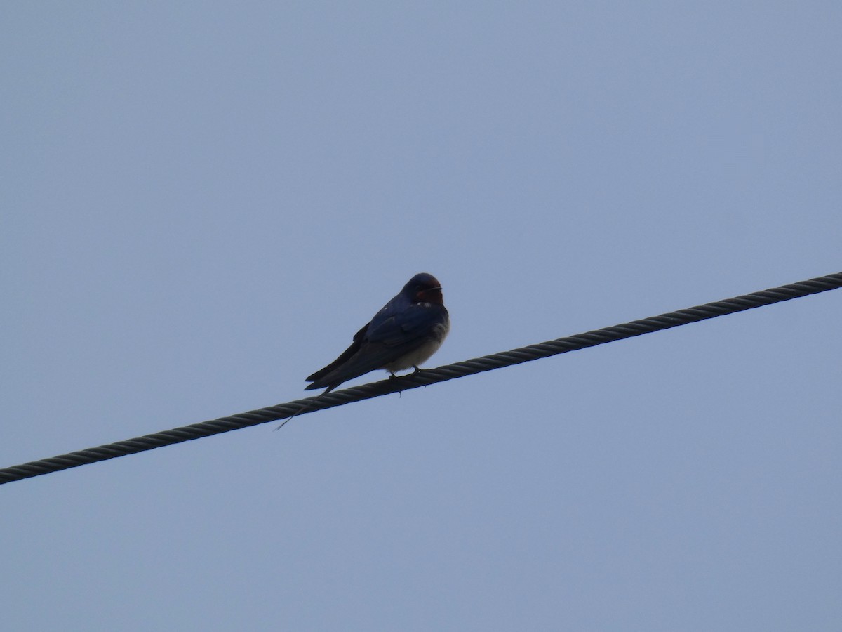 Ластівка сільська - ML645565217