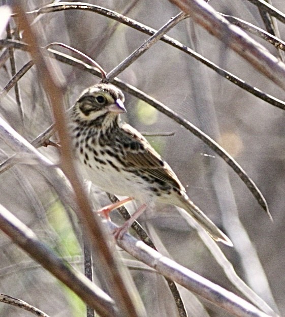 Savannah Sparrow - ML645565224