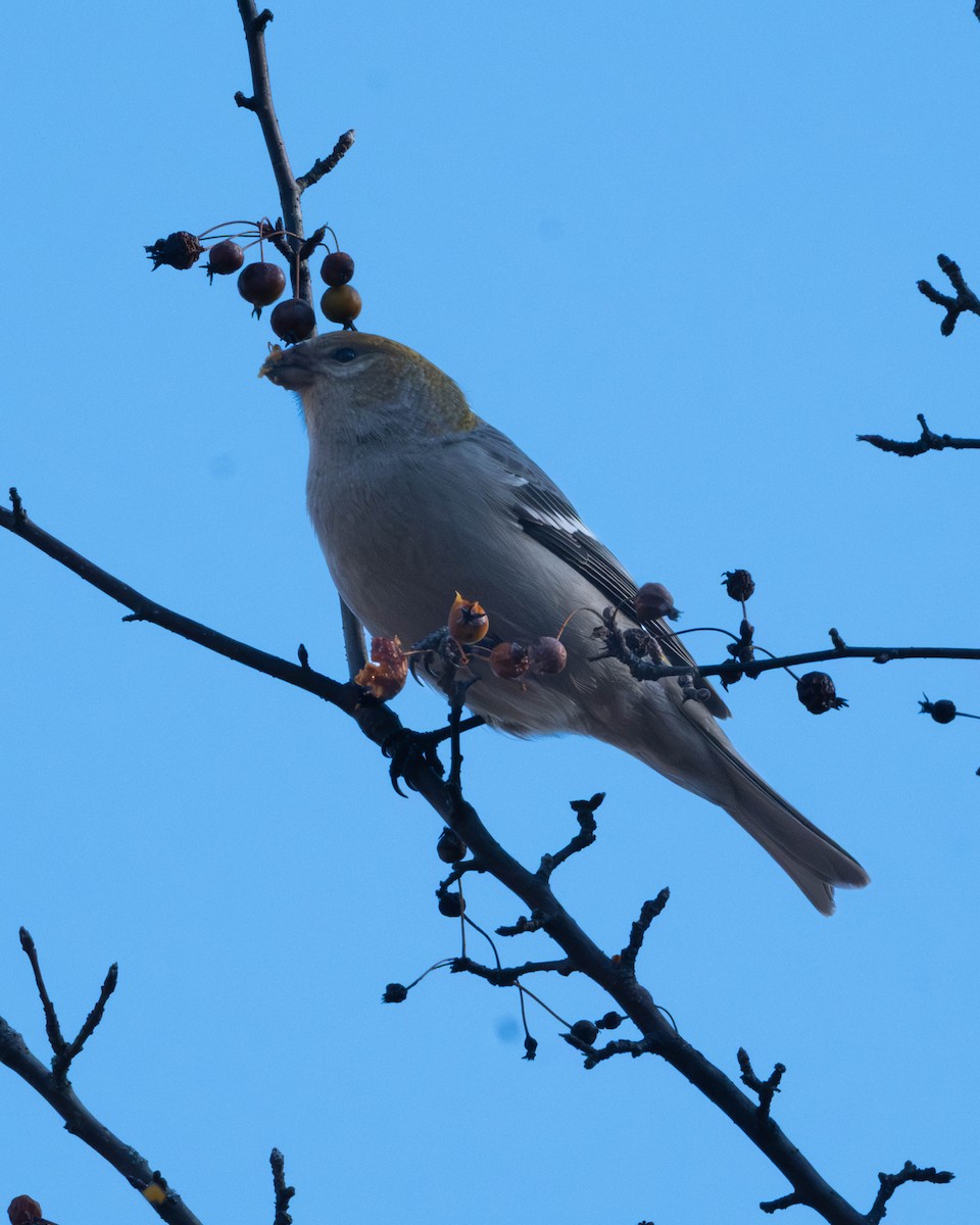 Hakengimpel - ML645565226