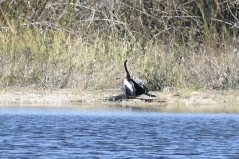 Anhinga Americana - ML645565227