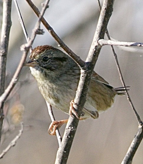 Swamp Sparrow - ML645565233