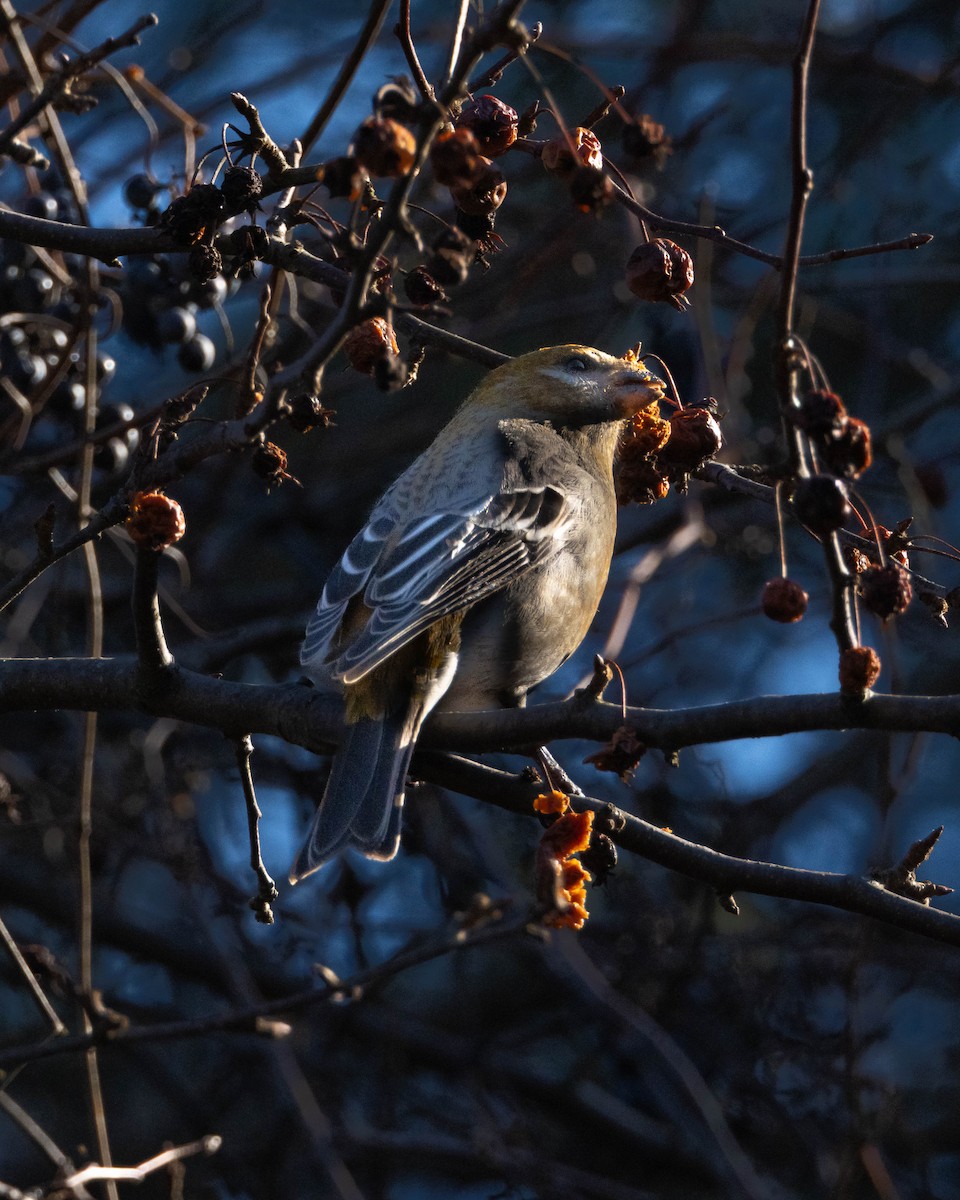 Hakengimpel - ML645565234