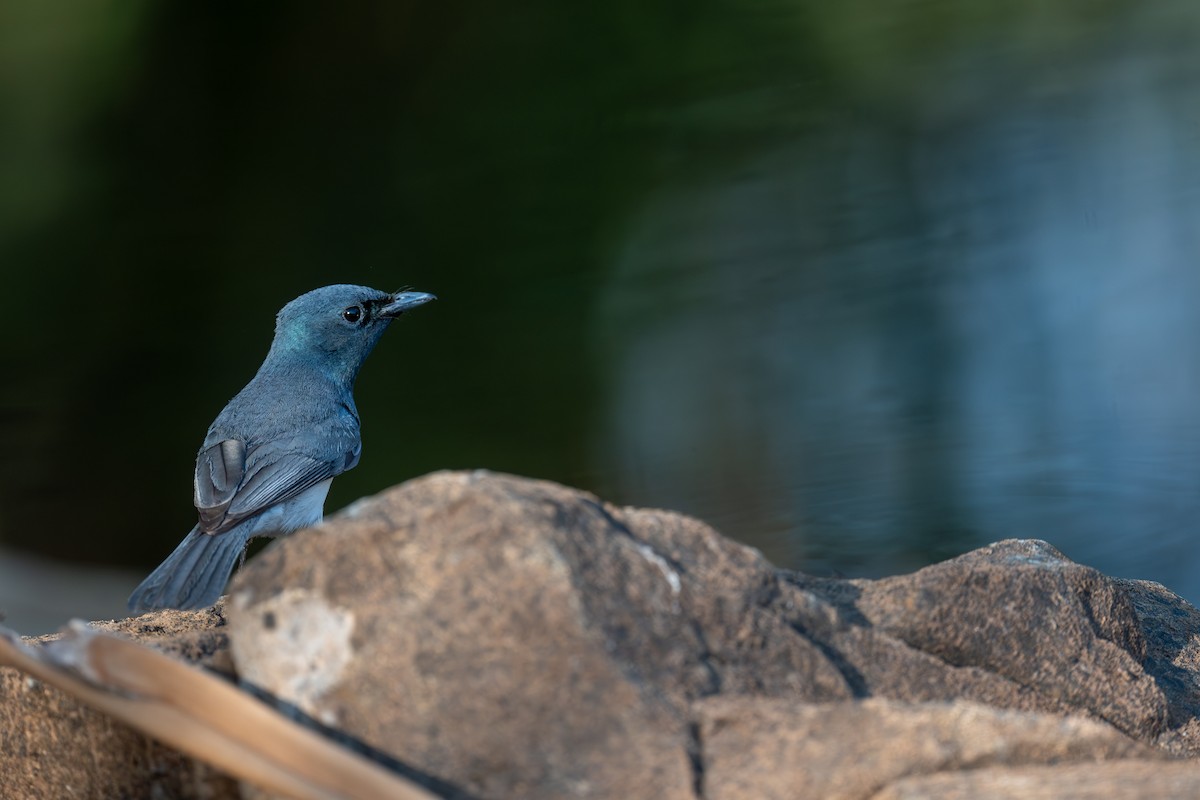 Leaden Flycatcher - ML645565238
