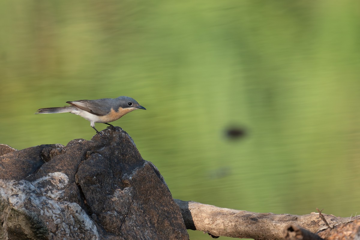 Leaden Flycatcher - ML645565241