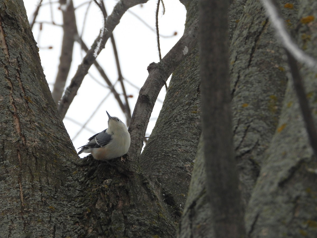 White-breasted Nuthatch - ML645565243