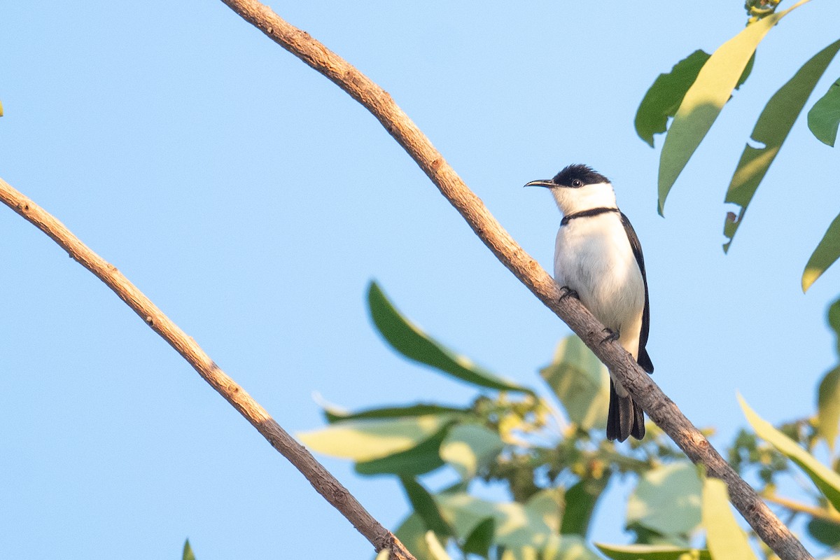 Banded Honeyeater - ML645565245